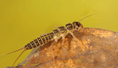 Ennallistamista tarvitaan järvien ja virtavesien heikentyneen lajiston elvyttämiseksi