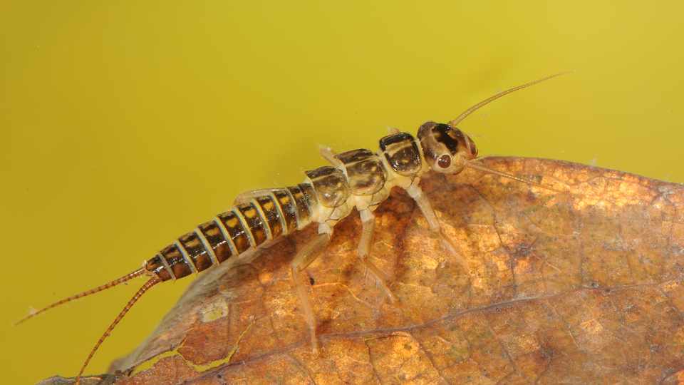 Ennallistamista tarvitaan järvien ja virtavesien heikentyneen lajiston elvyttämiseksi