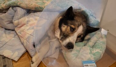 Karhut ovat pysäyttäneet hirvijahdin Etelä-Pohjanmaalla jo kolmesti, koirille vakavia vammoja - Maaseudun Tulevaisuus