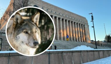 Mitta täyttyy Lounais-Suomessa: ”Susikannan hoidon aluejaot ovat liian laajoja” - Maaseudun Tulevaisuus