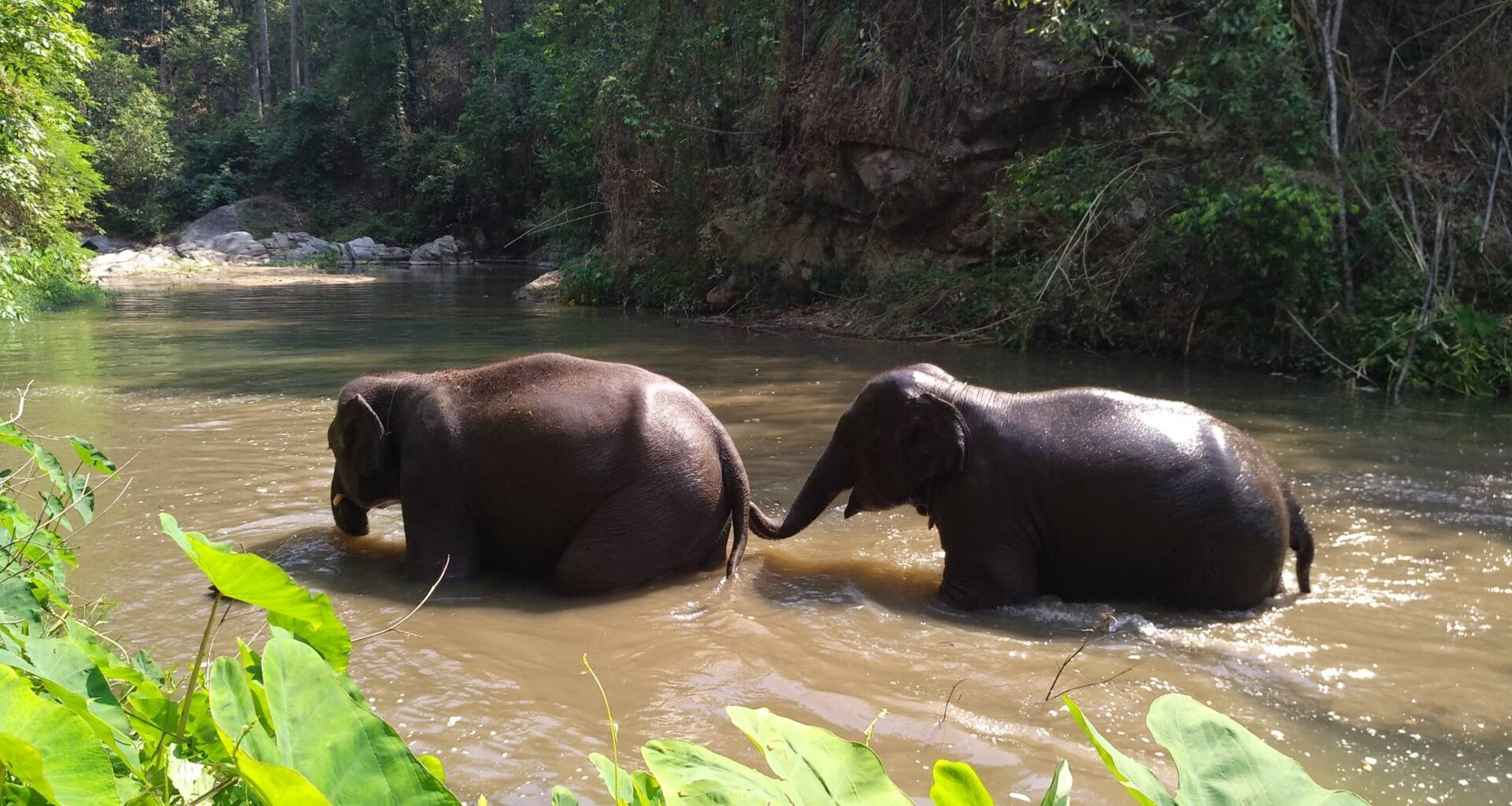 Ihmisten ja elefanttien kohdatessa ihminen väistää – Intian Keralassa yhteenotot lisääntyneet – KU
