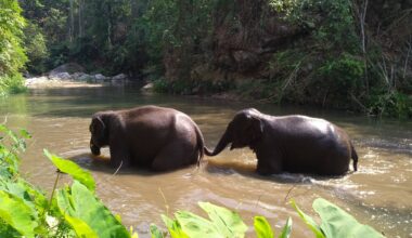 Ihmisten ja elefanttien kohdatessa ihminen väistää – Intian Keralassa yhteenotot lisääntyneet – KU