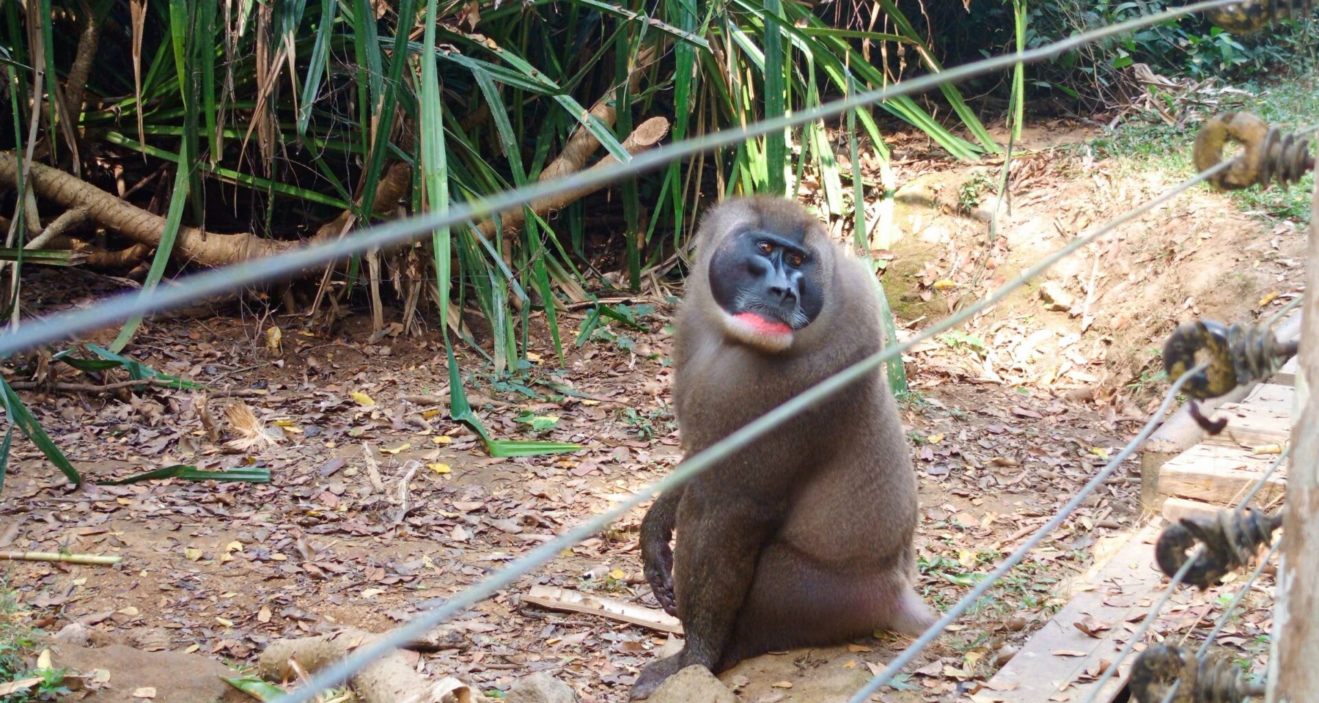Pieni apinatarha taistelee uhanalaisen drillin säilyttämiseksi Nigeriassa – KU