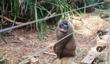 Pieni apinatarha taistelee uhanalaisen drillin säilyttämiseksi Nigeriassa – KU
