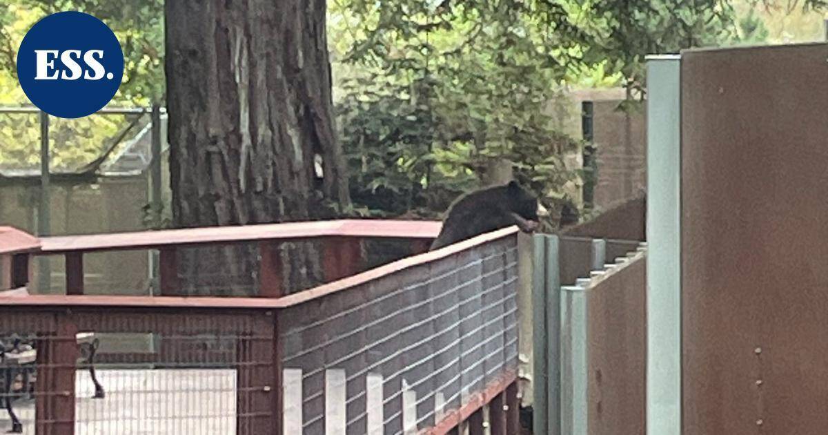 Kohtelias karhu soluttautui eläintarhaan | Uutissuomalainen