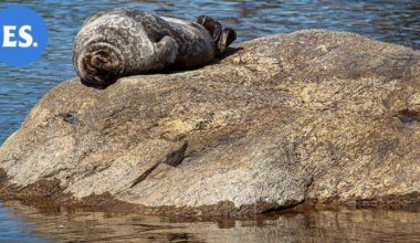 Metsähallituksen uusi kanta-arvio: Saimaannorppia on 530 | Paikalliset