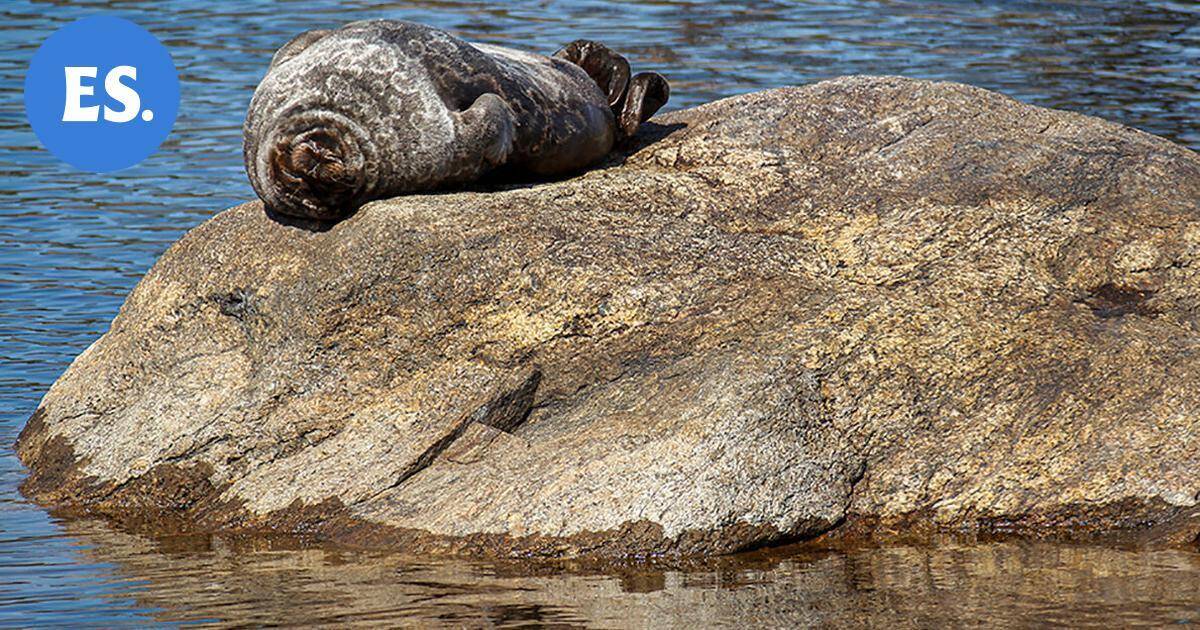 Metsähallituksen uusi kanta-arvio: Saimaannorppia on 530 | Paikalliset