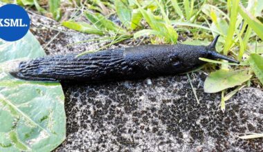 Luonnossa | Keski-Suomessakin viihtyvät siruetanat saalistavat jopa linnunpoikasia – tutkija kertoo, miten se on mahdollista | Teemat