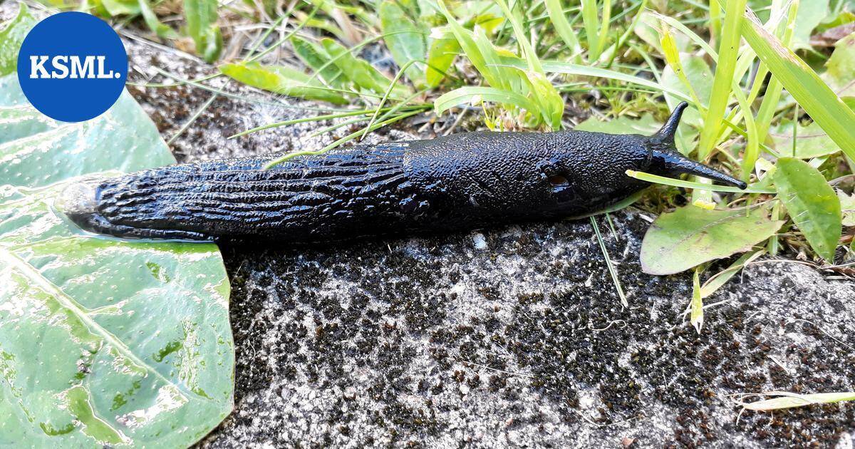 Luonnossa | Keski-Suomessakin viihtyvät siruetanat saalistavat jopa linnunpoikasia – tutkija kertoo, miten se on mahdollista | Teemat