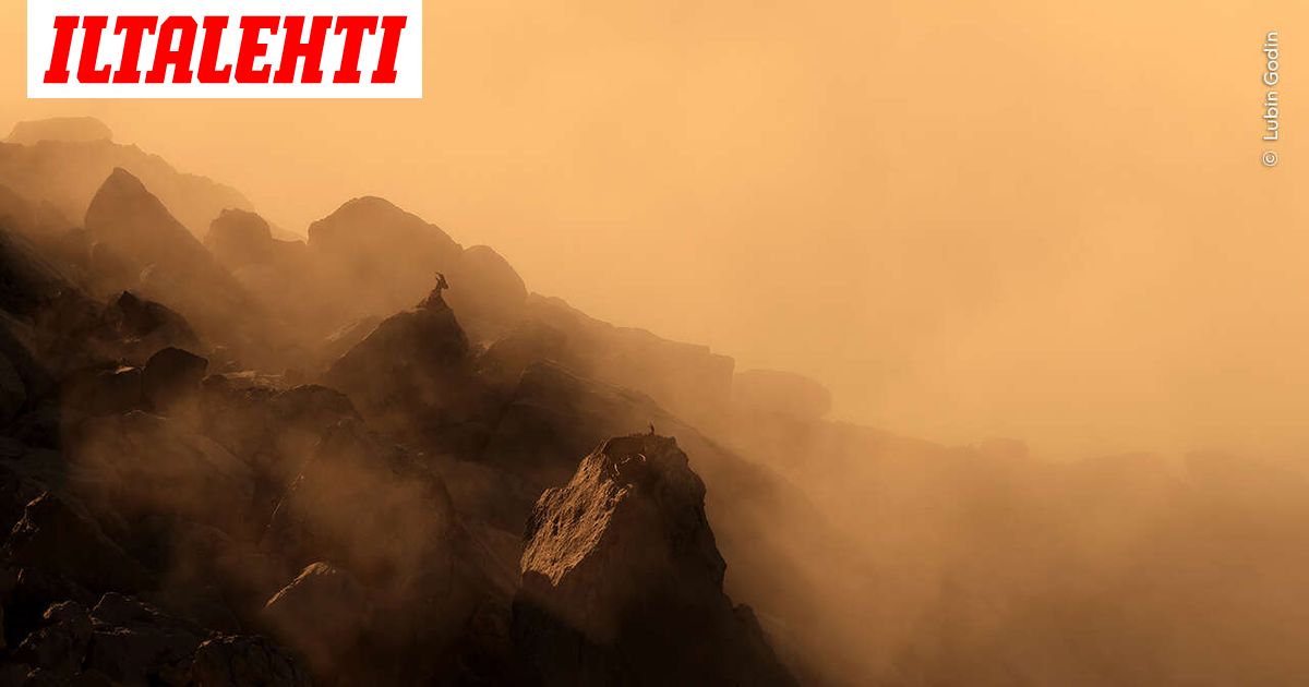 Kilpailu ratkesi: Tässä ovat vuoden luontokuvat