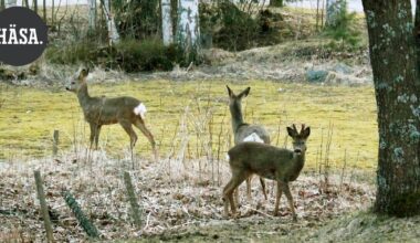 Valkohäntäpeurat ja metsäkauriit ovat nyt liikkeellä – Tämän verran Kanta-Hämeessä kolaroitiin hirvieläinten kanssa viime vuonna | Paikalliset