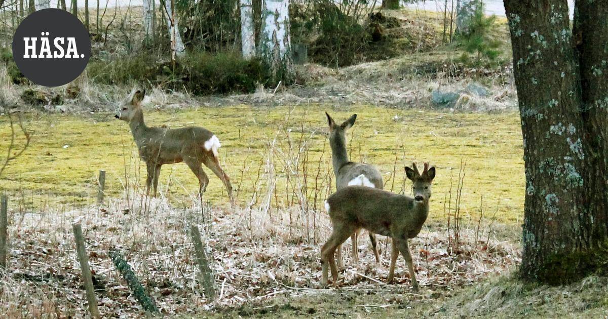 Valkohäntäpeurat ja metsäkauriit ovat nyt liikkeellä – Tämän verran Kanta-Hämeessä kolaroitiin hirvieläinten kanssa viime vuonna | Paikalliset