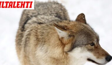 Metsästäjäliitto tiedotti rajusta susihyökkäyksestä – Tyrmäys tuli