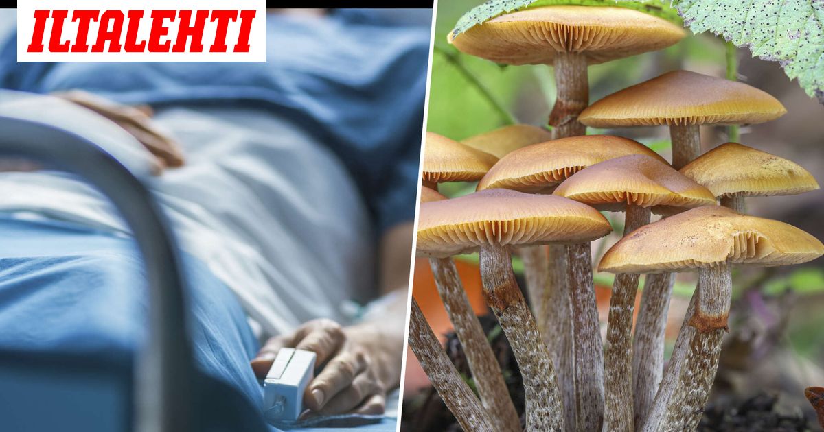 Suomen metsissä lymyää tappava sieni, jonka liian moni erehtyisi syömään