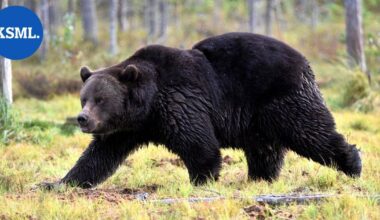 Alajärvellä liikkuu mahdollisesti loukkaantunut karhu – poliisi pyytää ihmisiä välttämään aluetta | Uutissuomalainen