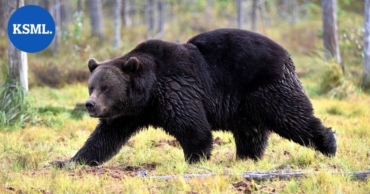 Alajärvellä liikkuu mahdollisesti loukkaantunut karhu – poliisi pyytää ihmisiä välttämään aluetta | Uutissuomalainen