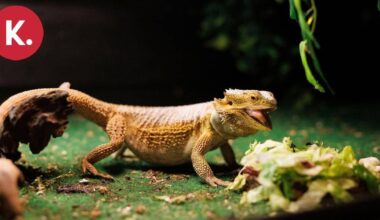 Poliisi löysi anastetun parta-agaman elossa ja pirteänä | Uutissuomalainen