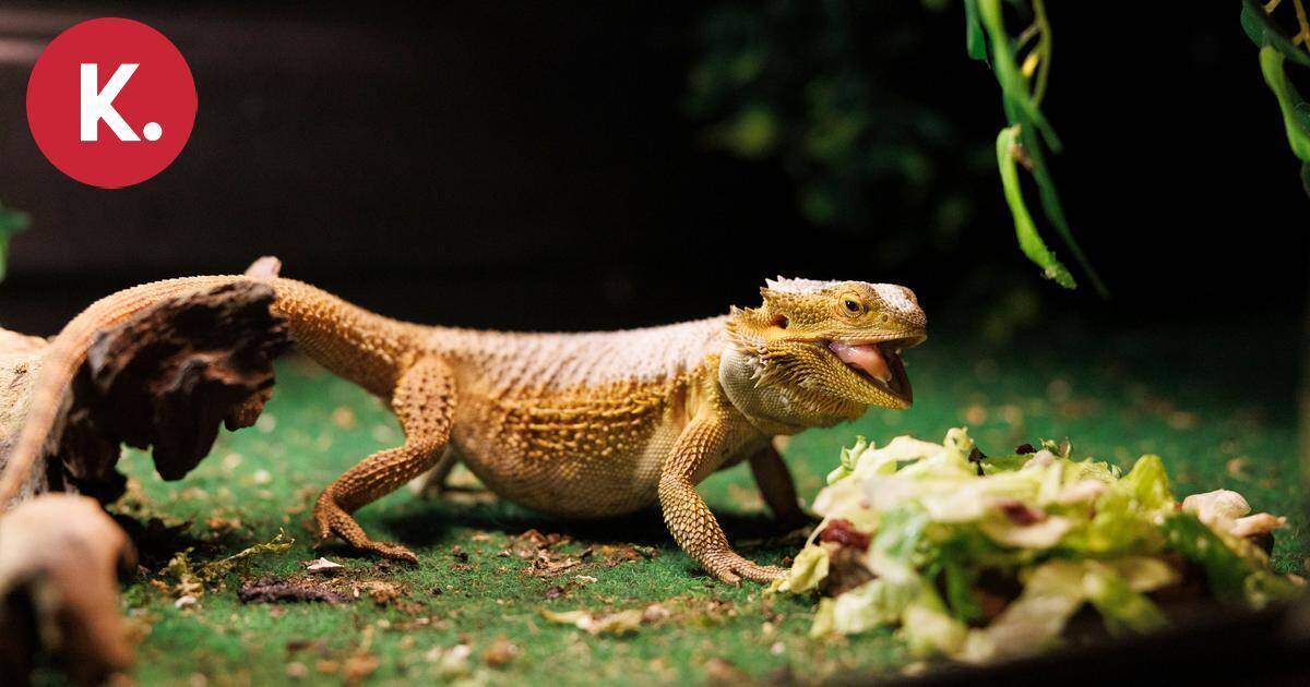 Poliisi löysi anastetun parta-agaman elossa ja pirteänä | Uutissuomalainen