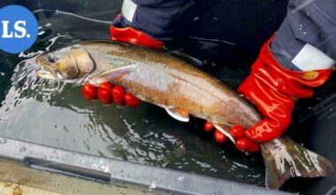 Saimaannieriä ei ole enää uhanalaisin – Kalakanta leviää Luonterilla, Yövedellä ja Ruokovedellä | Paikalliset