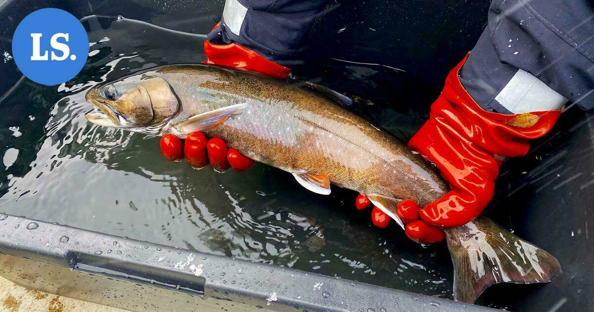 Saimaannieriä ei ole enää uhanalaisin – Kalakanta leviää Luonterilla, Yövedellä ja Ruokovedellä | Paikalliset