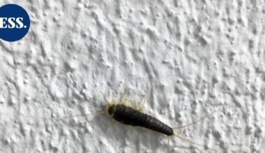 HS: Paperitoukat leviävät myös uusiin asuntoihin – näin niiltä voi yrittää välttyä | Uutissuomalainen