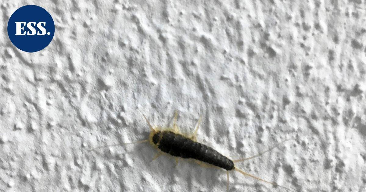 HS: Paperitoukat leviävät myös uusiin asuntoihin – näin niiltä voi yrittää välttyä | Uutissuomalainen