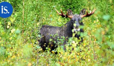 Hirvimettällä, hirvimettällä... Turvallisesti sujuneesta hirvijahtien aloituksesta huolimatta susitilanne pitää metsästäjät varuillaan - Iisalmen Sanomat