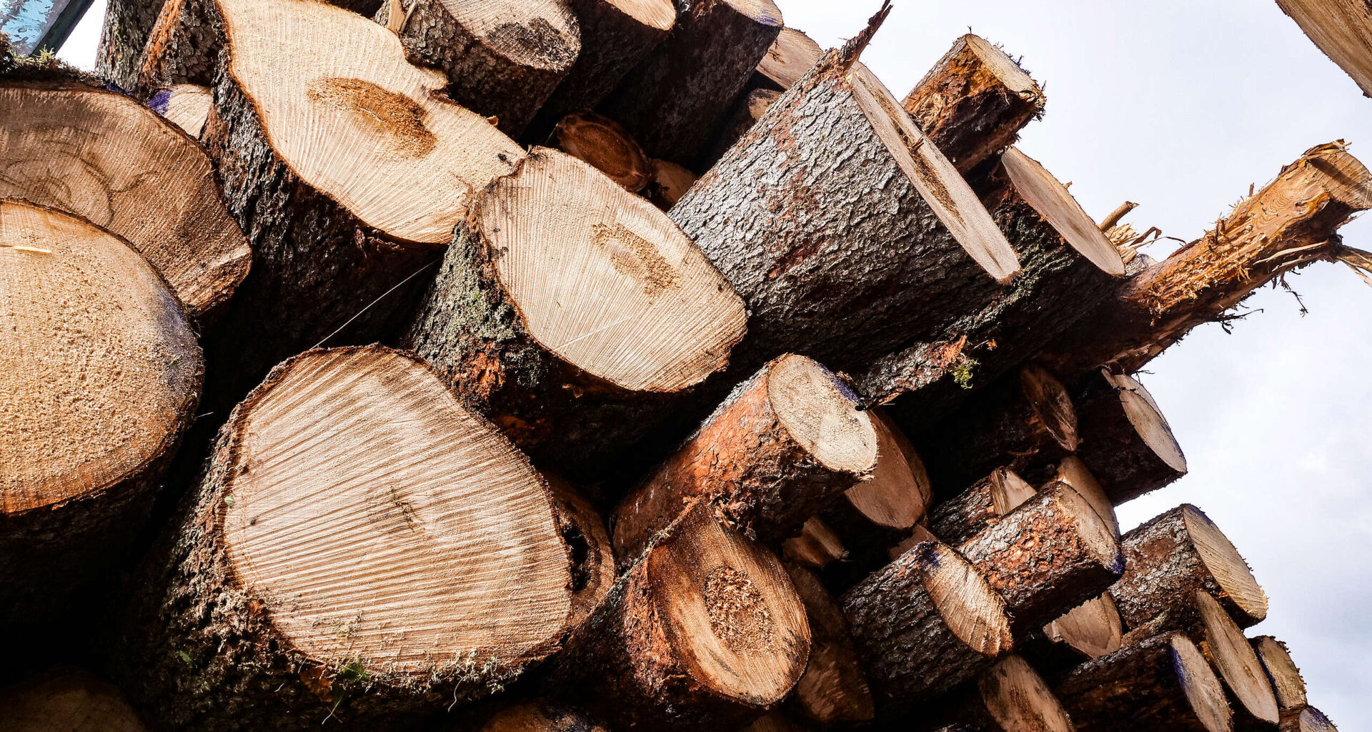 Metsäyhtiöt vastuuseen! Suomen luonto ei ole kertakäyttötuote