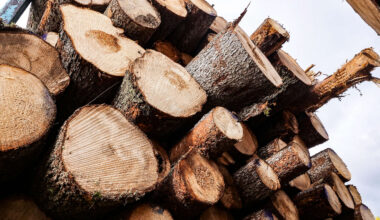 Metsäyhtiöt vastuuseen! Suomen luonto ei ole kertakäyttötuote