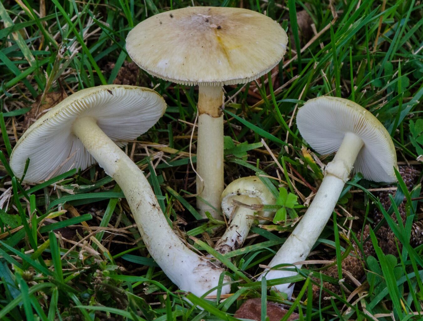 Suomen Luonto: Yksi maailman tappavimmista sienistä leviää Suomessa