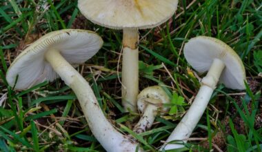 Suomen Luonto: Yksi maailman tappavimmista sienistä leviää Suomessa