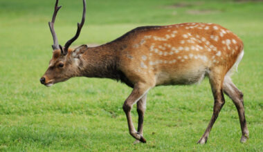 Vieraslaji hämmästyttää Virossa – metsästäjät liikkeellä