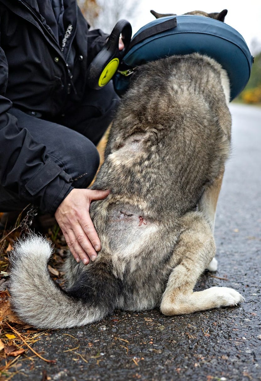 Koda-koiran haavat ovat lähteneet omistajan mukaan paranemaan hyvin.