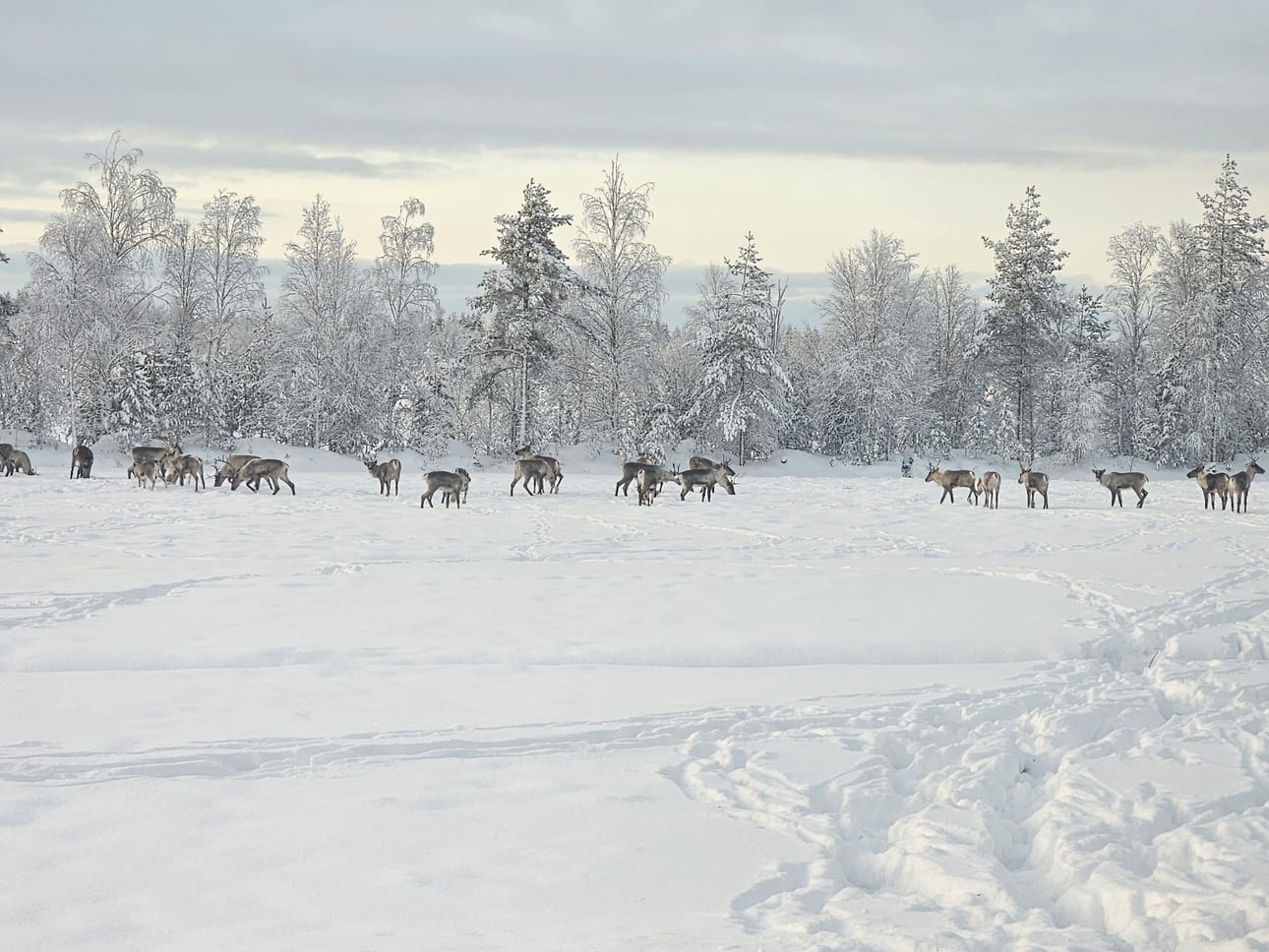 Susikanta on levinnyt etenkin niille alueille, joilla elää paljon valkohäntäpeuroja ja metsäpeuroja. Kalevan lukija ikuisti kuvan metsäpeurat muutama vuosi sitten Kestilän ja Temmeksen välissä.