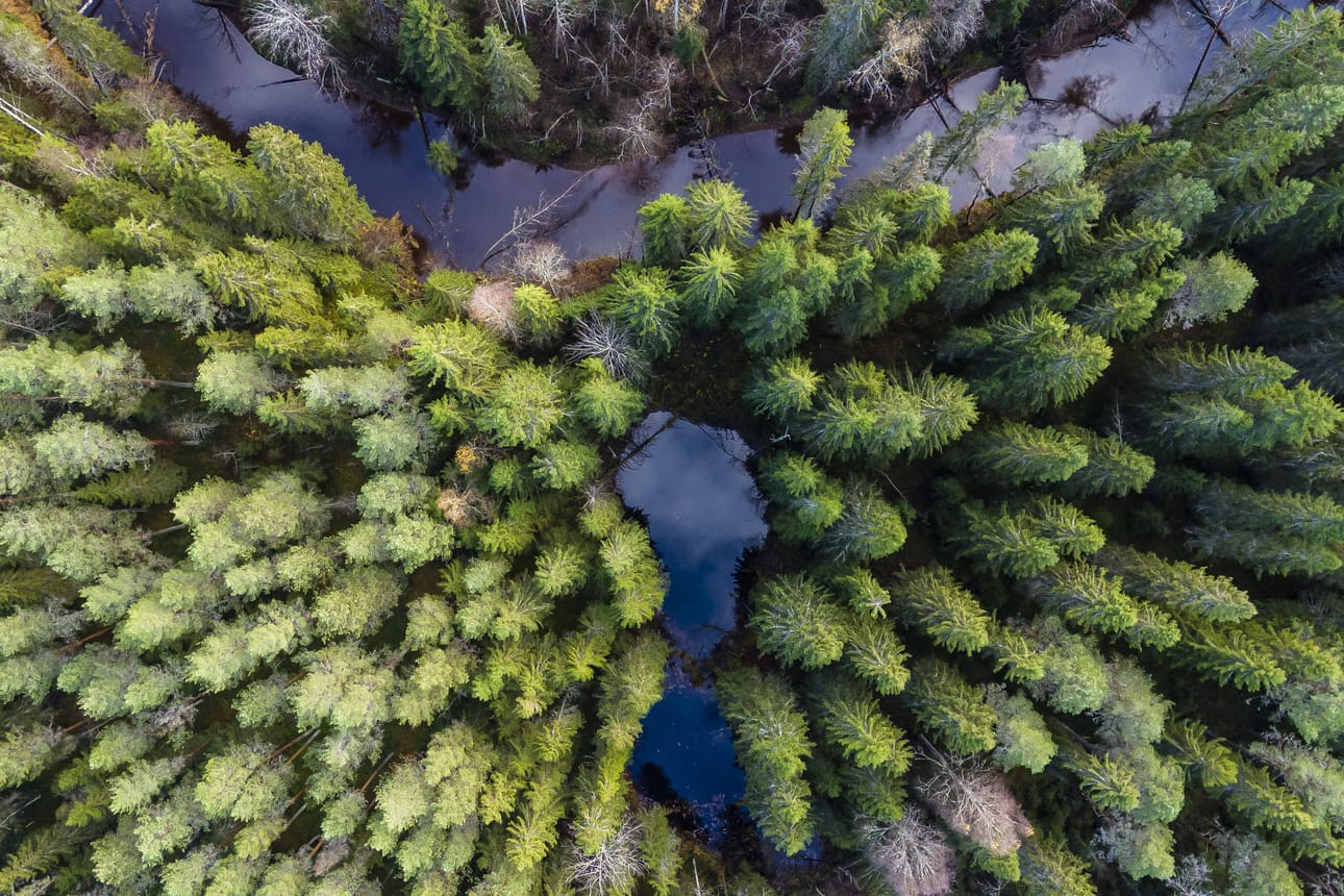 Mutkaisia jokia on muuallakin kuin Muhoksella. Oulankajoki on siitä hyvä esimerkki, Kalajoen Siiponjoki toinen, Oulun Kalimeenoja kolmas. Kuvassa näkyy Muhosjokea sekä yksi siitä irtautunut pikkulampi.