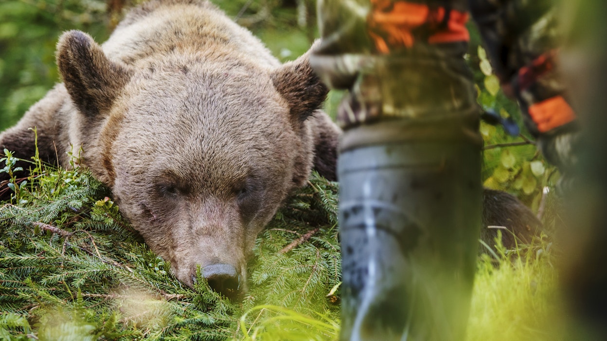 Kaadettu karhu. Kuvituskuva.