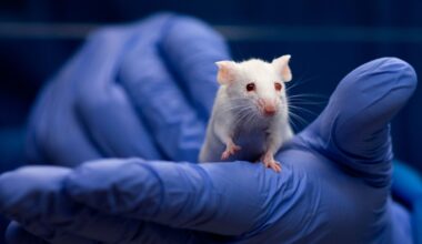 Rokote esti syövän jopa 88 prosentilla hiiristä