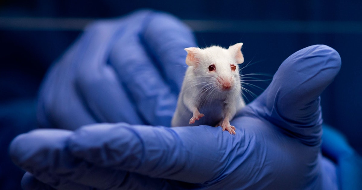 Rokote esti syövän jopa 88 prosentilla hiiristä