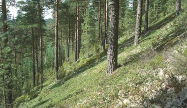 Luontodirektiivin luontotyypit