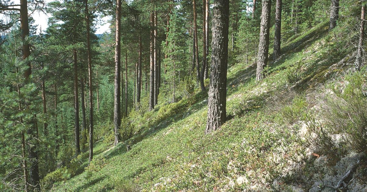 Luontodirektiivin luontotyypit