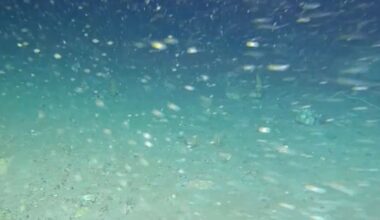 Vedenalainen robotti teki hämmästyttävän löydön