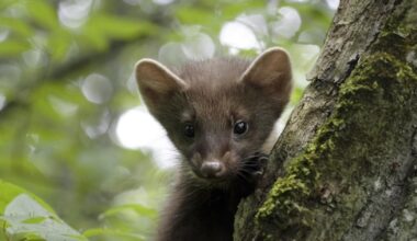 Suomi raportoi luonto- ja lintudirektiivien toimeenpanoa – Luke seuraa EU:n tärkeäksi määrittelemien riistanisäkkäiden ja –lintujen sekä kalojen suojelutasoa