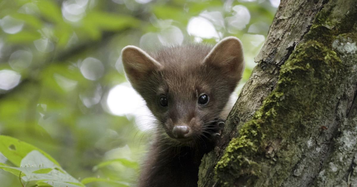 Suomi raportoi luonto- ja lintudirektiivien toimeenpanoa – Luke seuraa EU:n tärkeäksi määrittelemien riistanisäkkäiden ja –lintujen sekä kalojen suojelutasoa