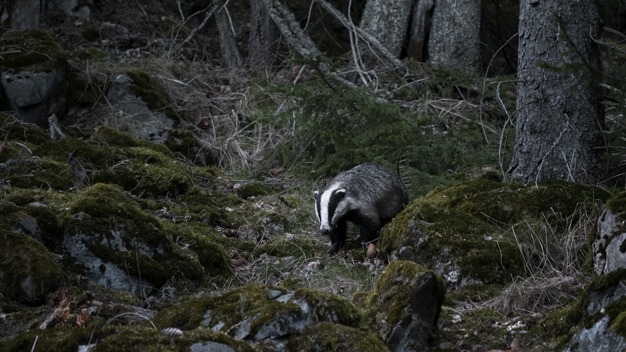 Paras mäyrän tuntomerkki on valkeassa päässä kuonosta silmien ja korvien kautta niskaan ulottuvat mustat juovat.