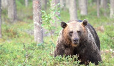 Sudet ja karhut ovat aiheuttaneet Sastamalassa vahinkoja kotieläimille ja maataloudelle – Katso kartalta vuoden 2025 tiedot - Alueviesti