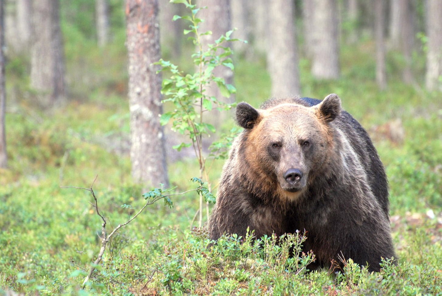 Sudet ja karhut ovat aiheuttaneet Sastamalassa vahinkoja kotieläimille ja maataloudelle – Katso kartalta vuoden 2025 tiedot - Alueviesti