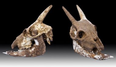 Onko vaihtolämpöisiä nisäkkäitä olemassa? | tieku.fi