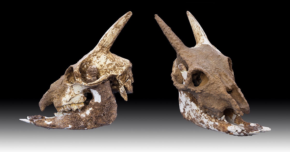 Onko vaihtolämpöisiä nisäkkäitä olemassa? | tieku.fi