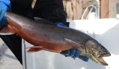 Suomen uhanalaisimman kalan titteli menee nyt uuteen osoitteeseen