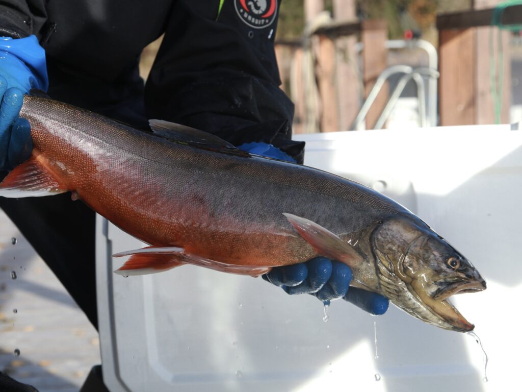 Suomen uhanalaisimman kalan titteli menee nyt uuteen osoitteeseen